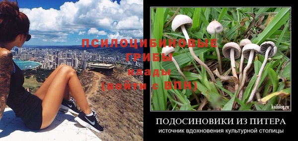 сатива Белокуриха